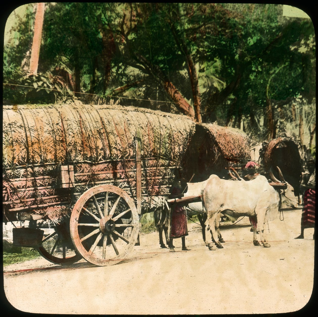 Innfødt oksevogn, Ceylon, slutten av 1800- eller begynnelsen av 1900-tallet av Unbekannt