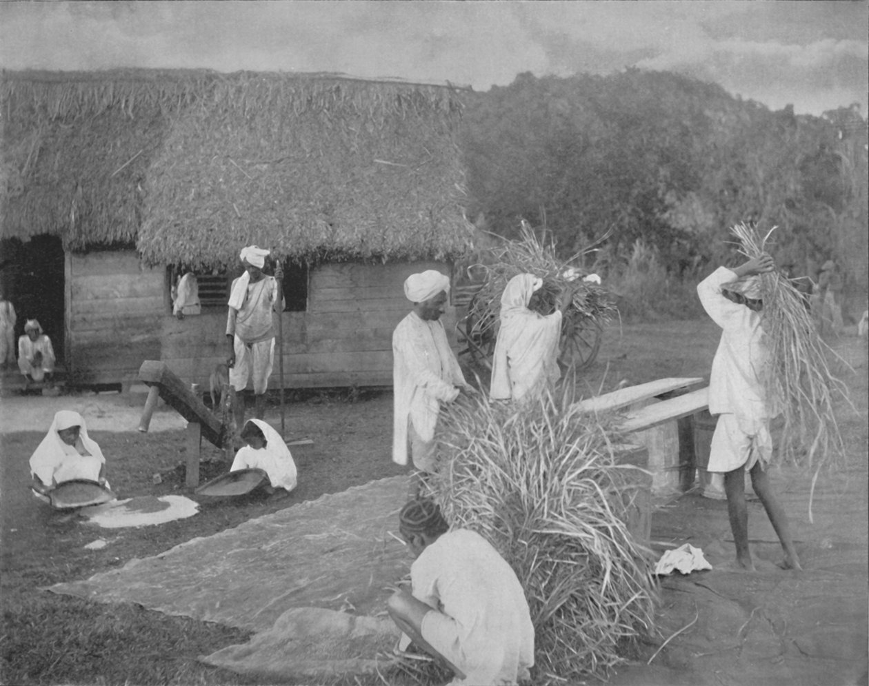 Innfødte arbeidere tilbereder ris på Jamaica, c1890 av Unbekannt