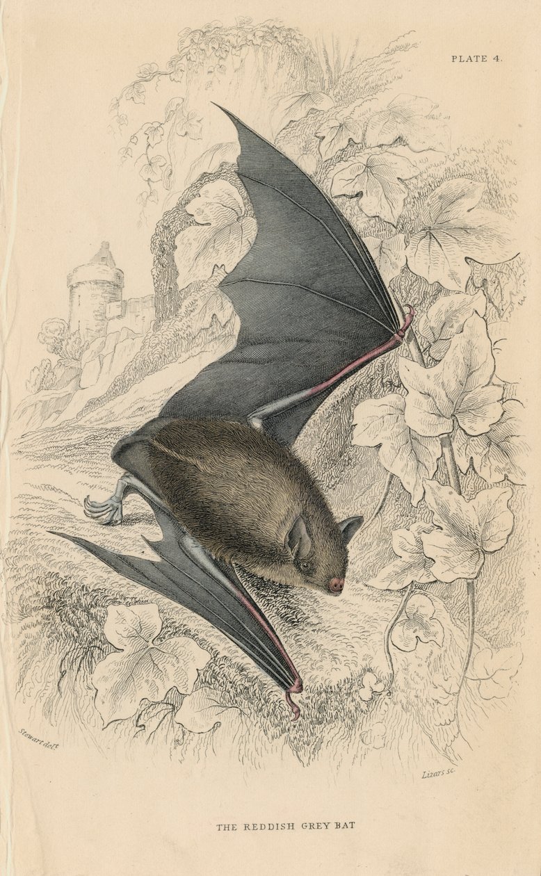 Natterers bat Myotis nattereri, 1828 av Unbekannt