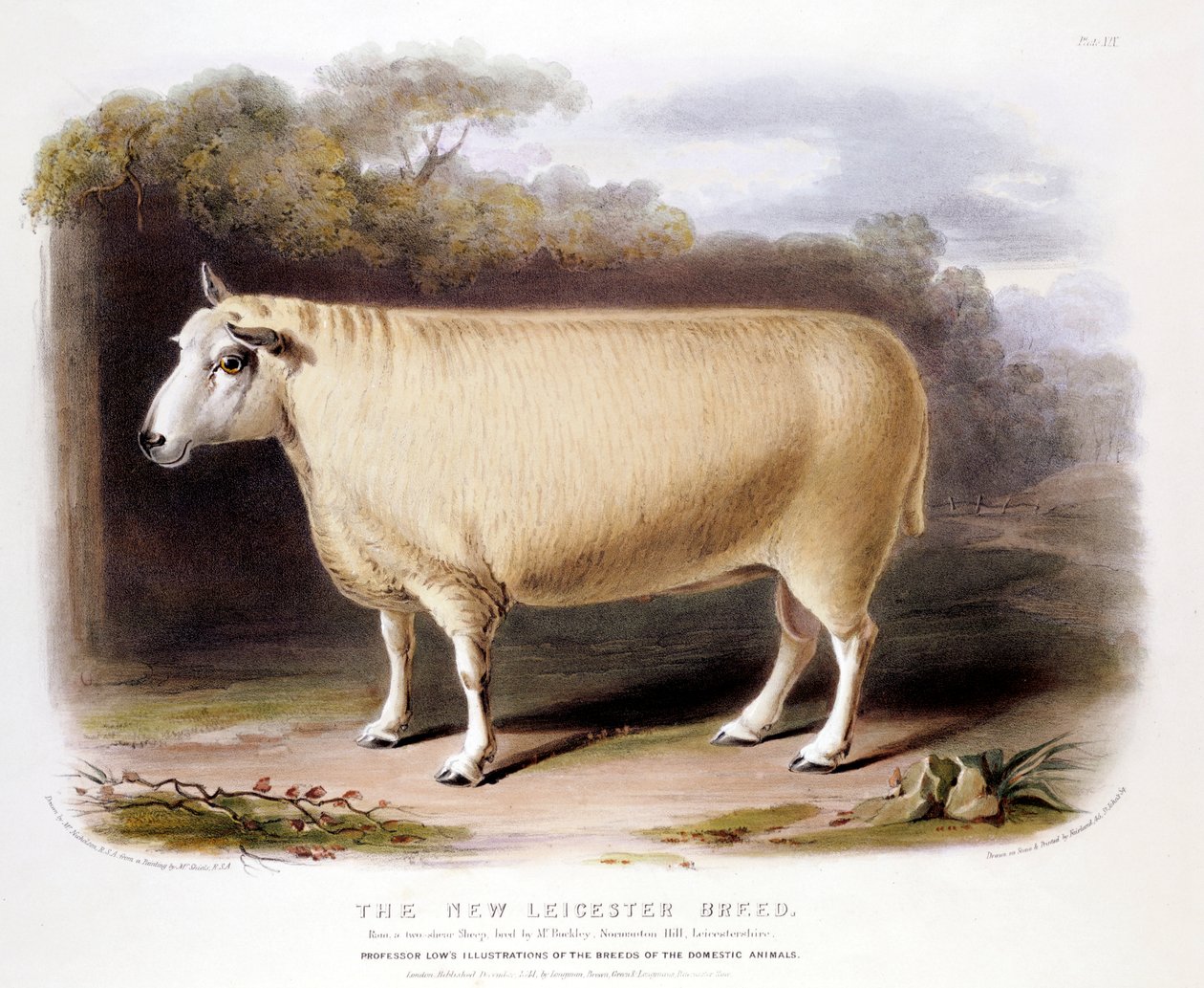 Ny Leicester Dishley ram, 1842 av Unbekannt