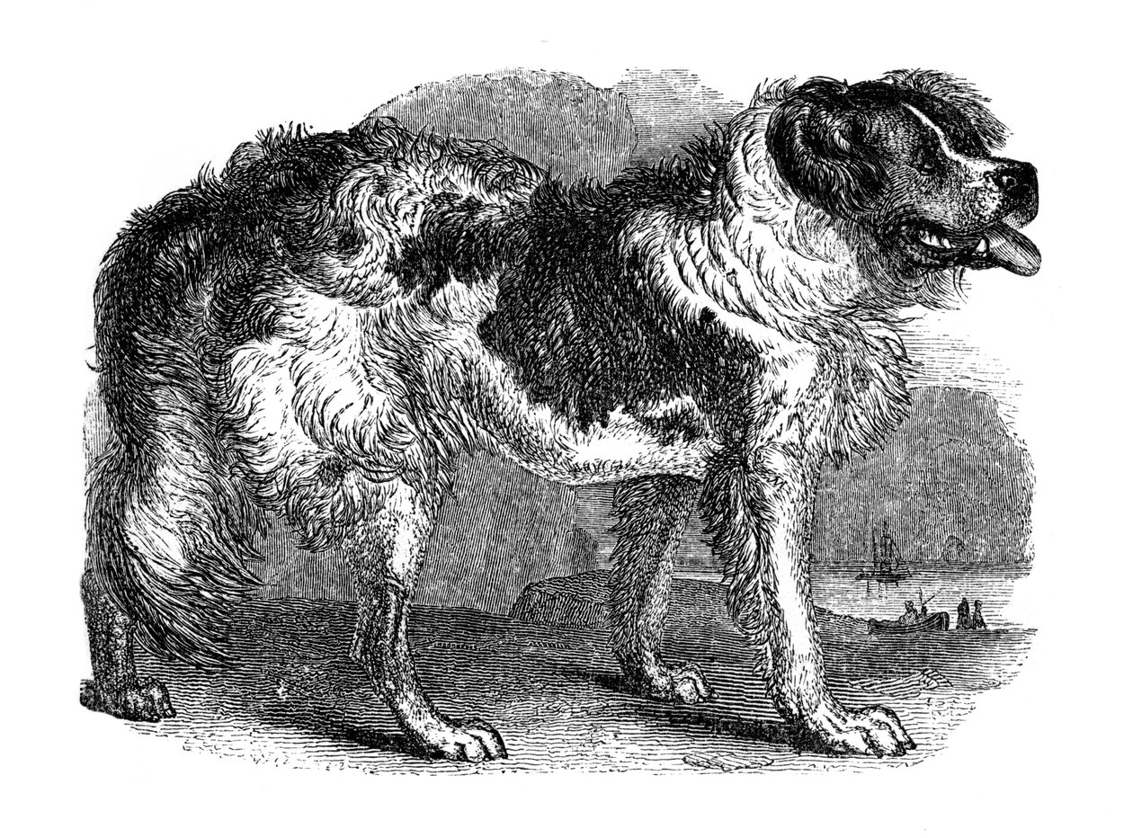 Newfoundland hund, 1848 av Unbekannt