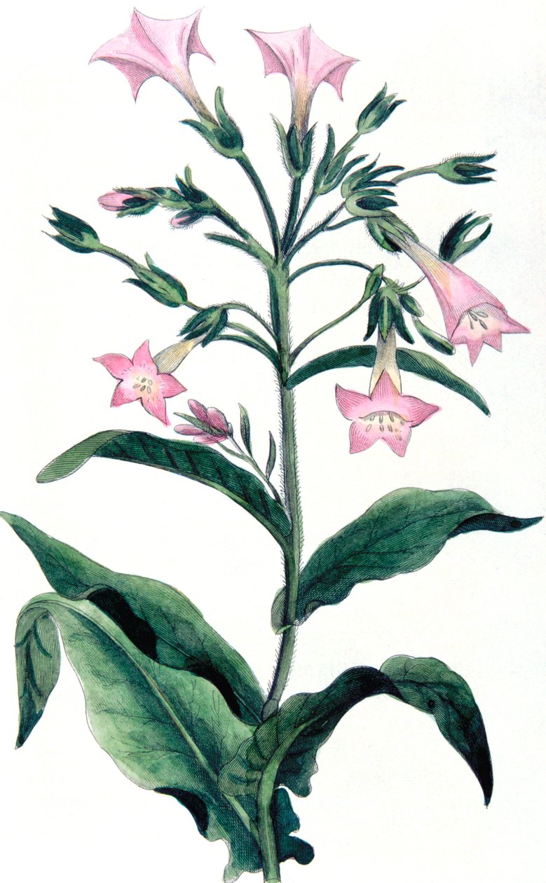 Nicotiana tabacum - tobakksplante, 1823 av Unbekannt