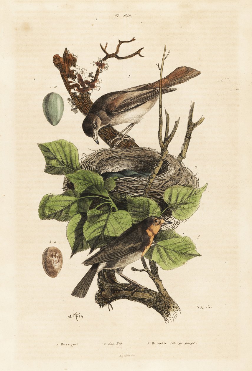 Nattergal, reir og egg, Luscinia megarhynchos og europeisk rødstrupe, egg, Erithacus rubecula av Unbekannt