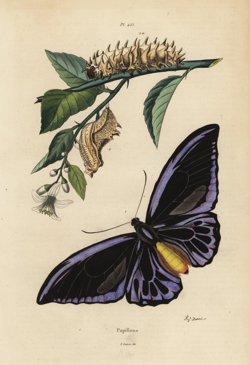 Den nordlige fuglevingen, Ornithoptera Priamus Urvillianus 1, og krysaliden og larven til den vanlige fuglevingen, Troides Helena av Unbekannt