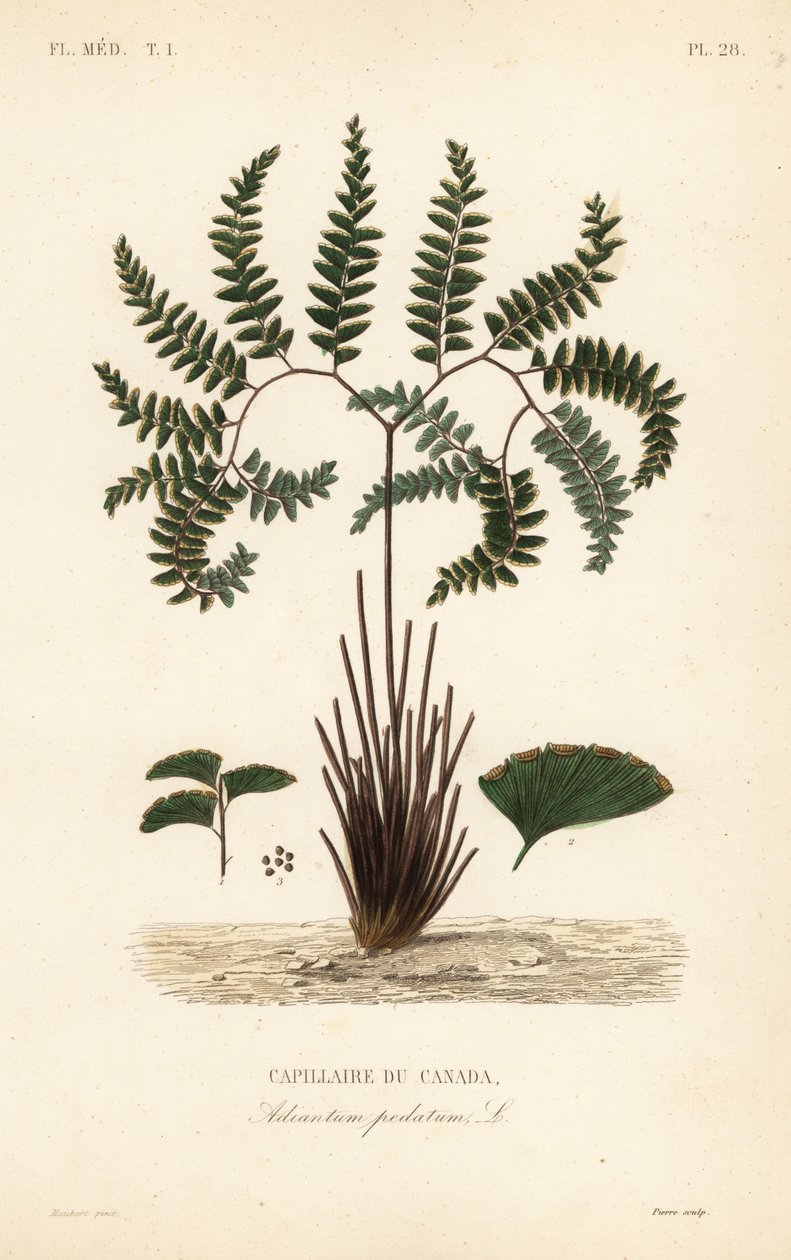 Nordlig jomfruhårbregne eller femfingret bregne, Adiantum pedatum, Capillary of Canada av Unbekannt