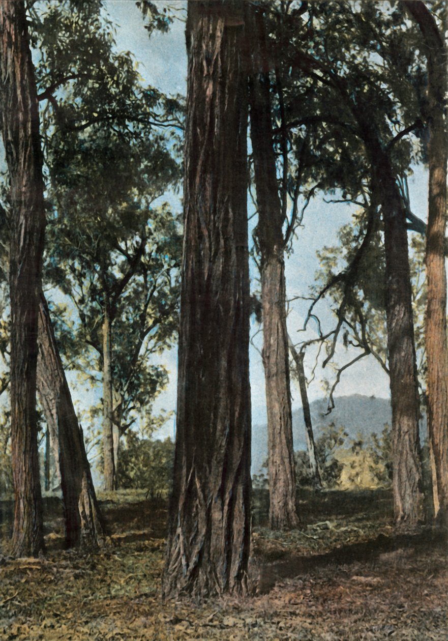 Ny Guinea. Le Bois De Fer, Papua Ny-Guinea - Ironwood Trees, 1900. av Unbekannt