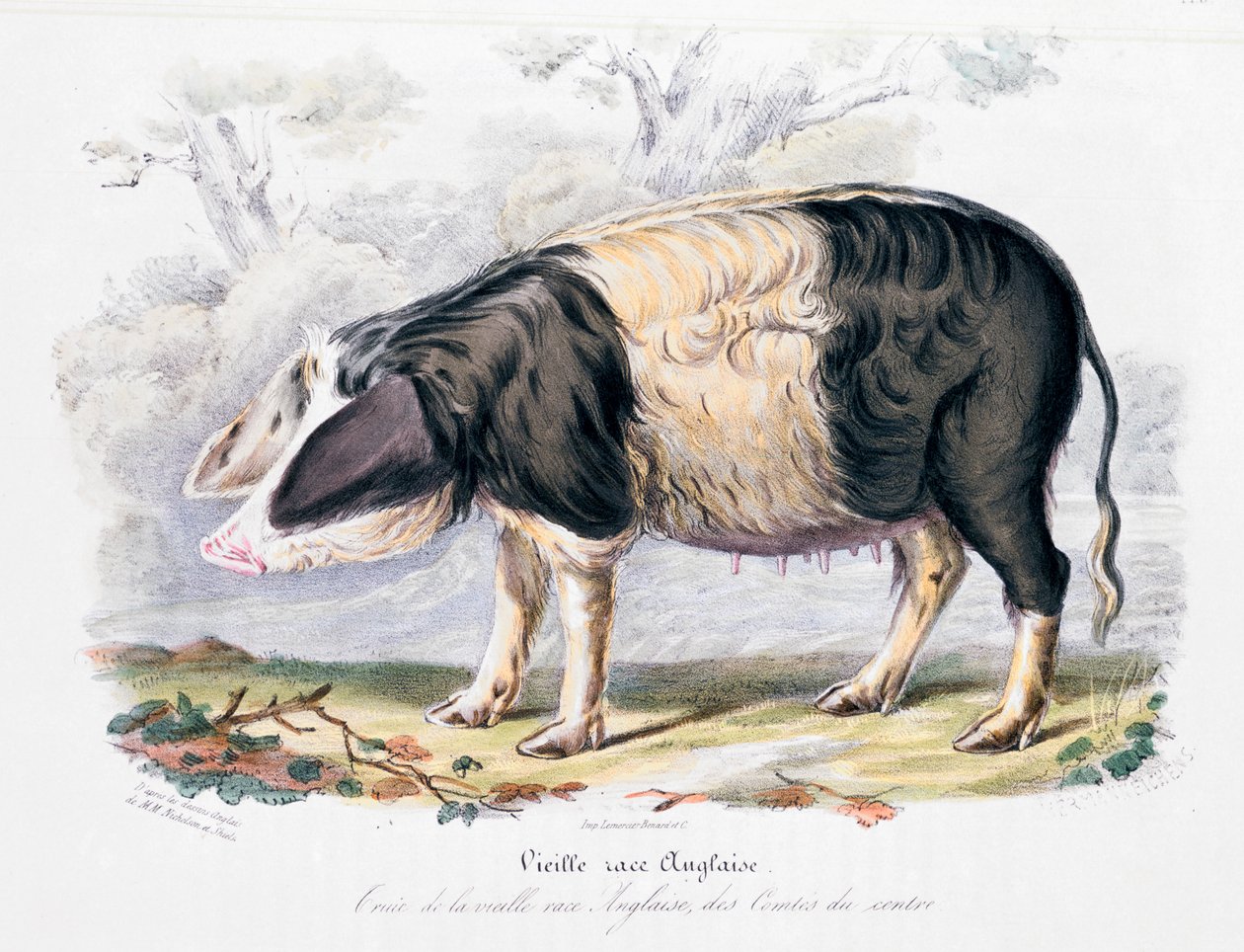 Gammel engelsk grisrase, 1842 av Unbekannt