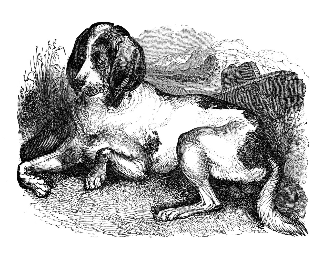 Gammel engelsk hund, 1848 av Unbekannt