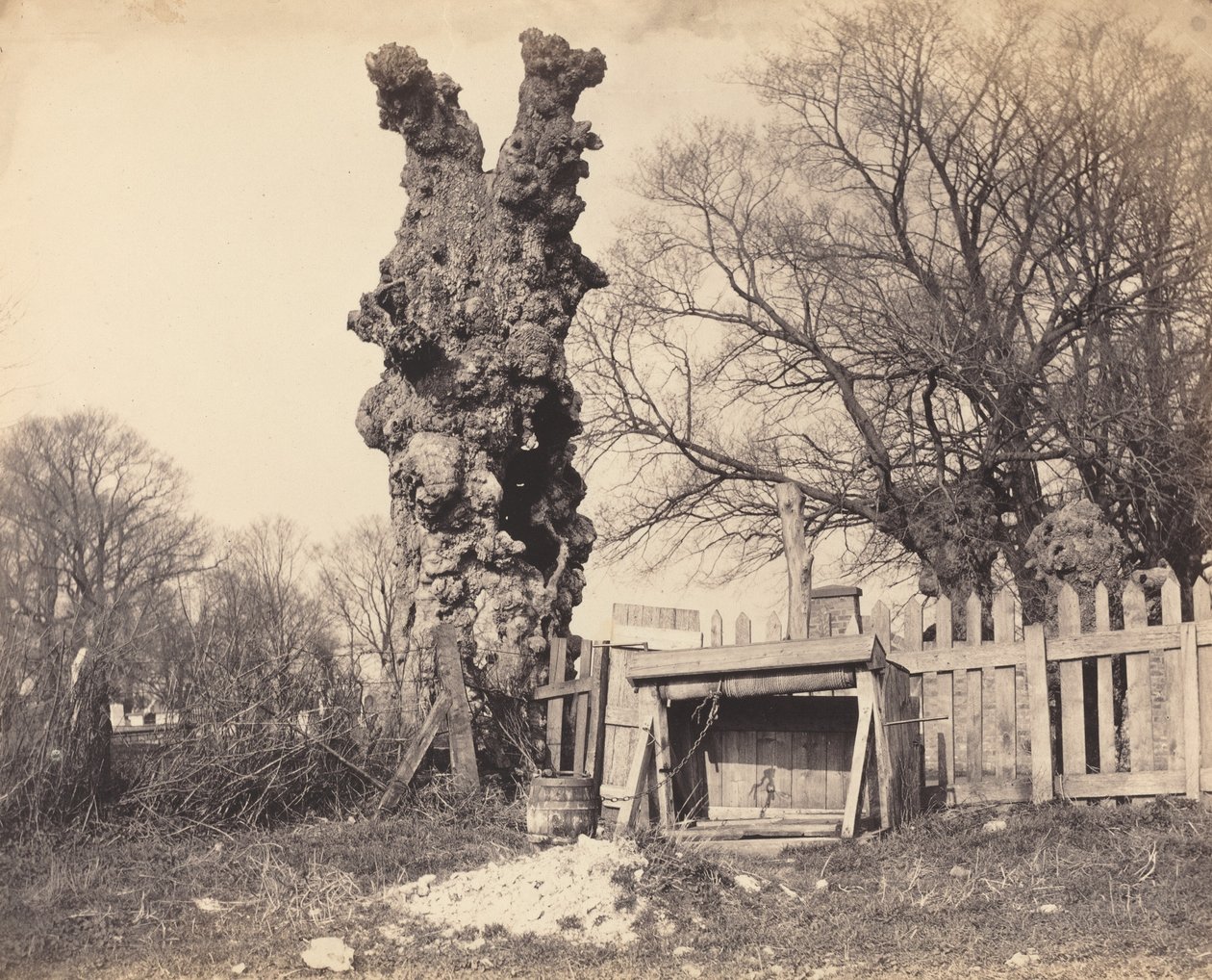 Gammelt tre nær Chatham, 1850-tallet. av Unbekannt