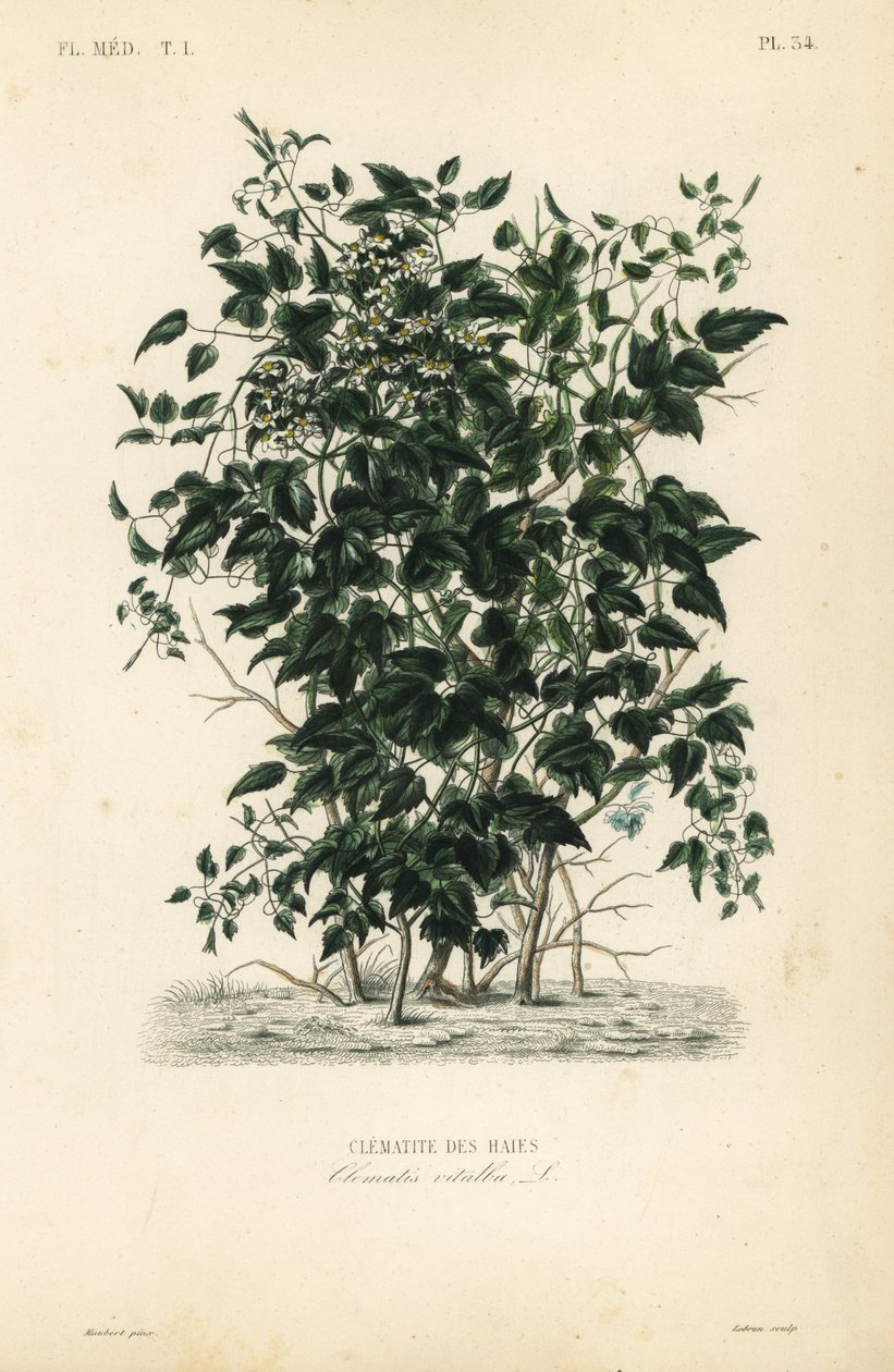 Gammelmannsskjegg og reiseglede, Clematis vitalba, Clematite des haies av Unbekannt