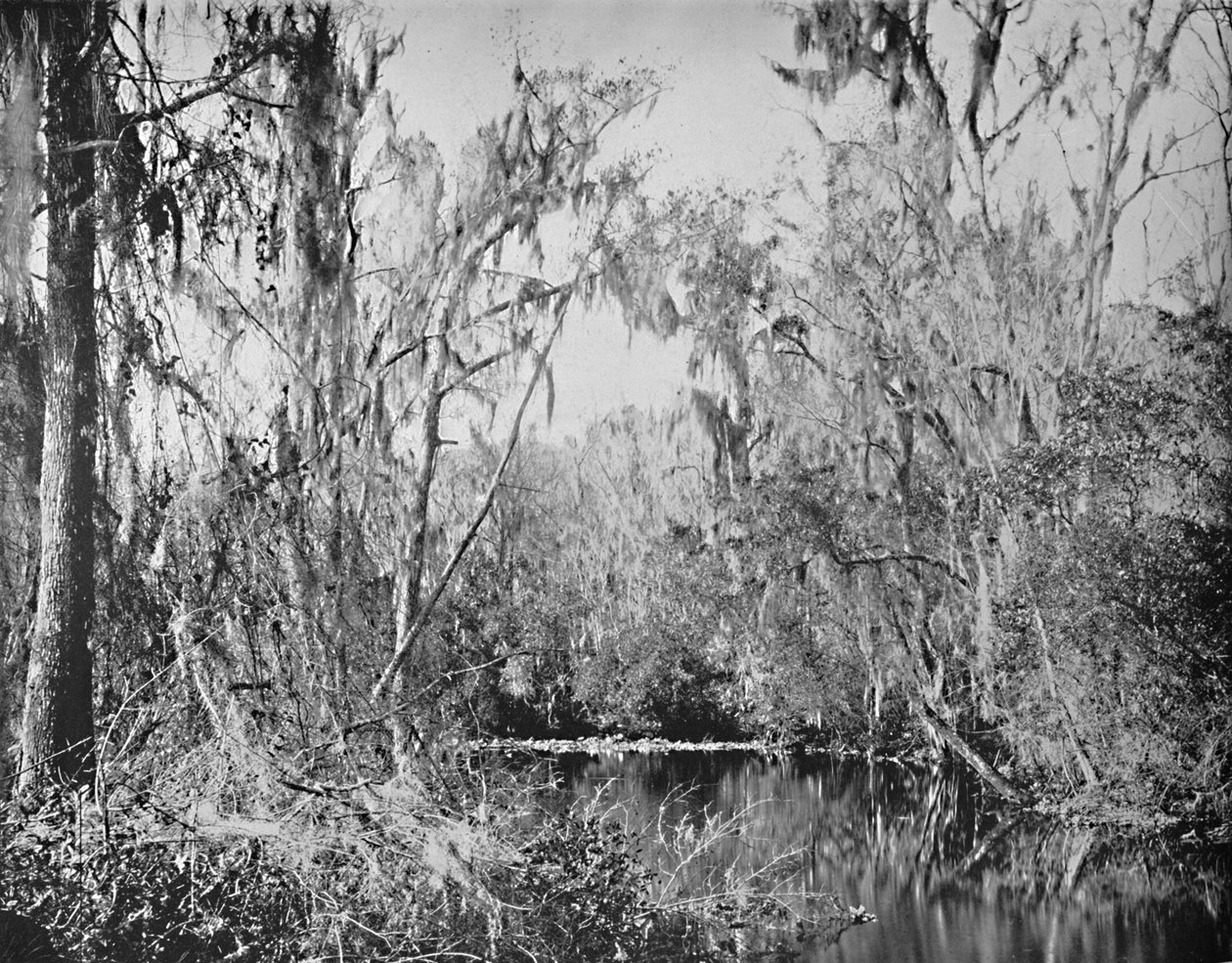 På Governors Creek, Ocklawaha River, Florida, c1897. av Unbekannt