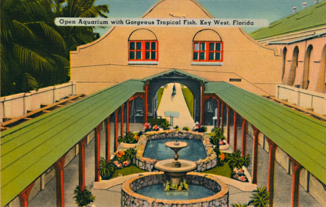 Åpent akvarium med nydelige tropiske fisker, Key West, Florida, c1940-tallet av Unbekannt