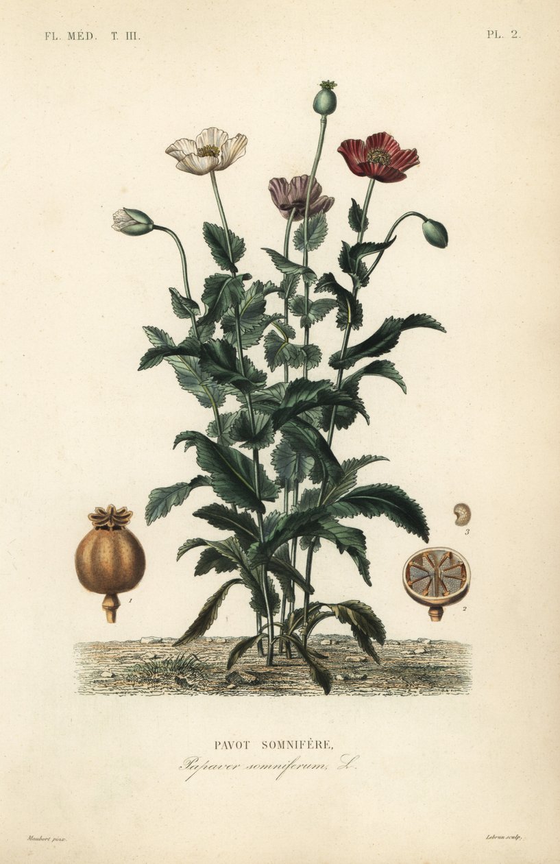 Opiumsvalmue, Poppy somniferum, Pavot somnifere av Unbekannt