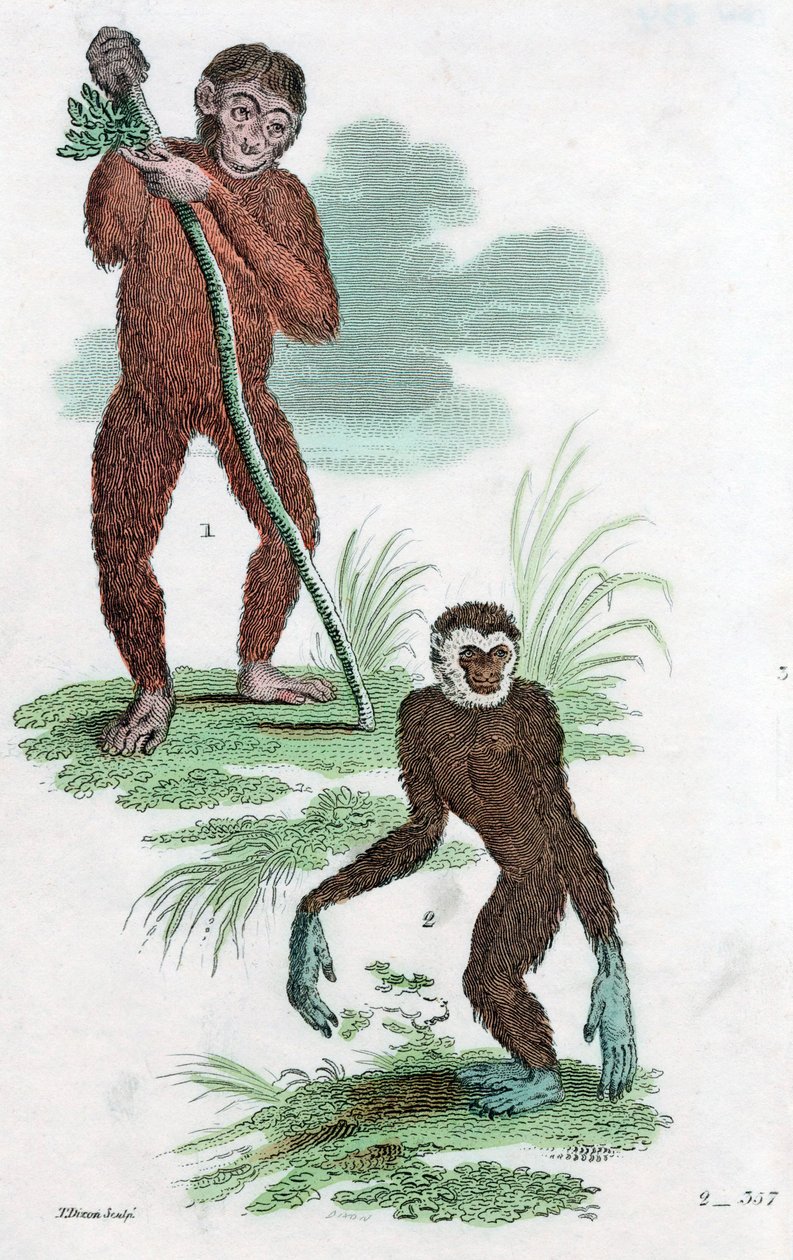 Debitorer og Gibbon, 1822 av Unbekannt