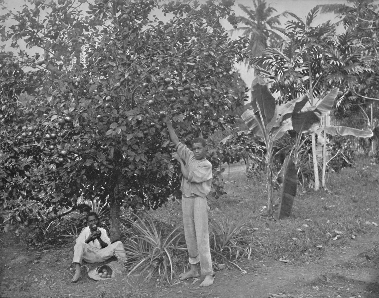Appelsinplukking på Jamaica, 1800-tallet av Unbekannt