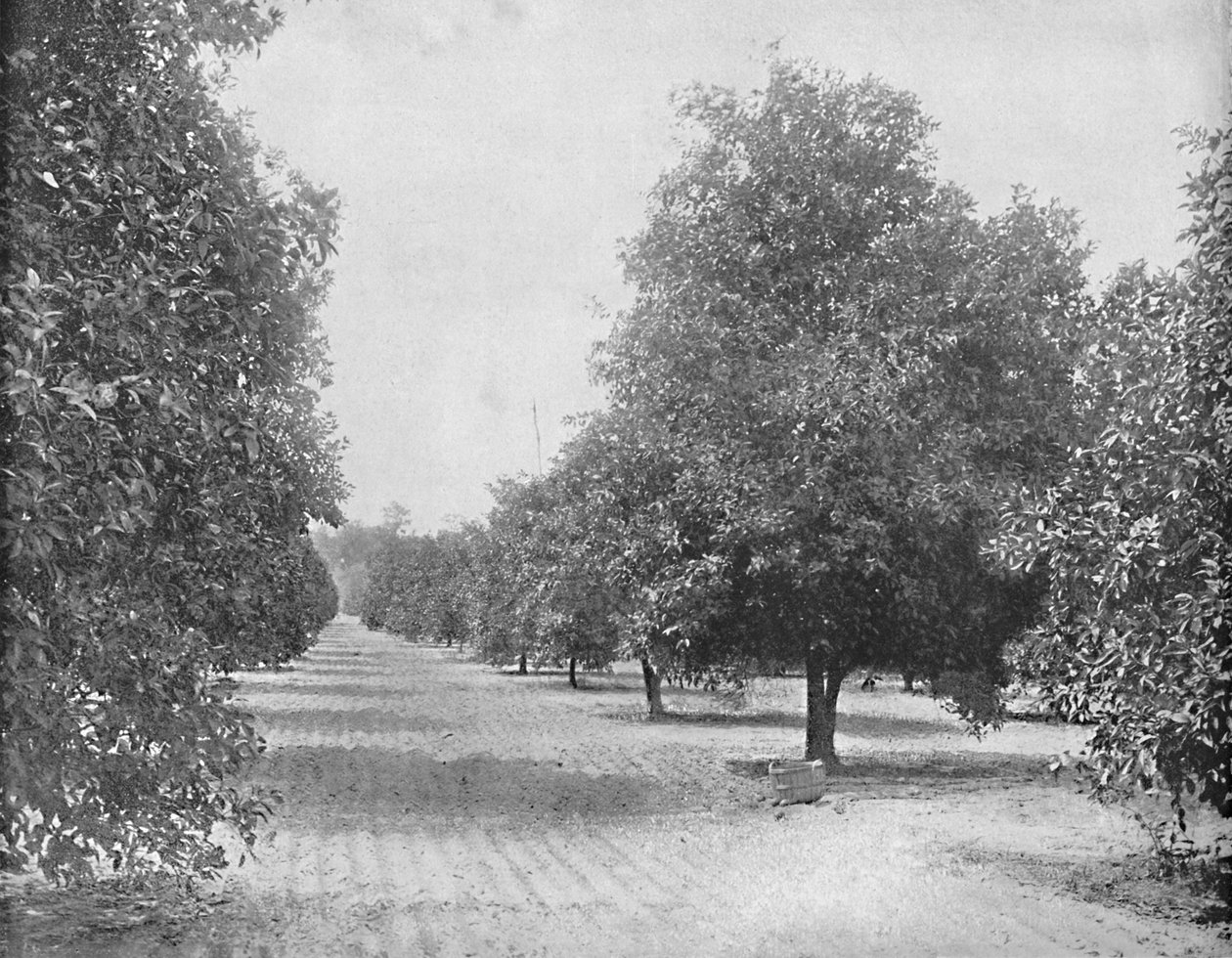 Orange Grove, Sevilla, Florida, c1897. av Unbekannt
