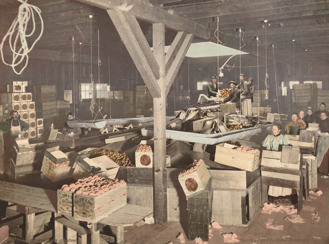 Orange Packing at Redlands, utgitt 1899. av Unbekannt
