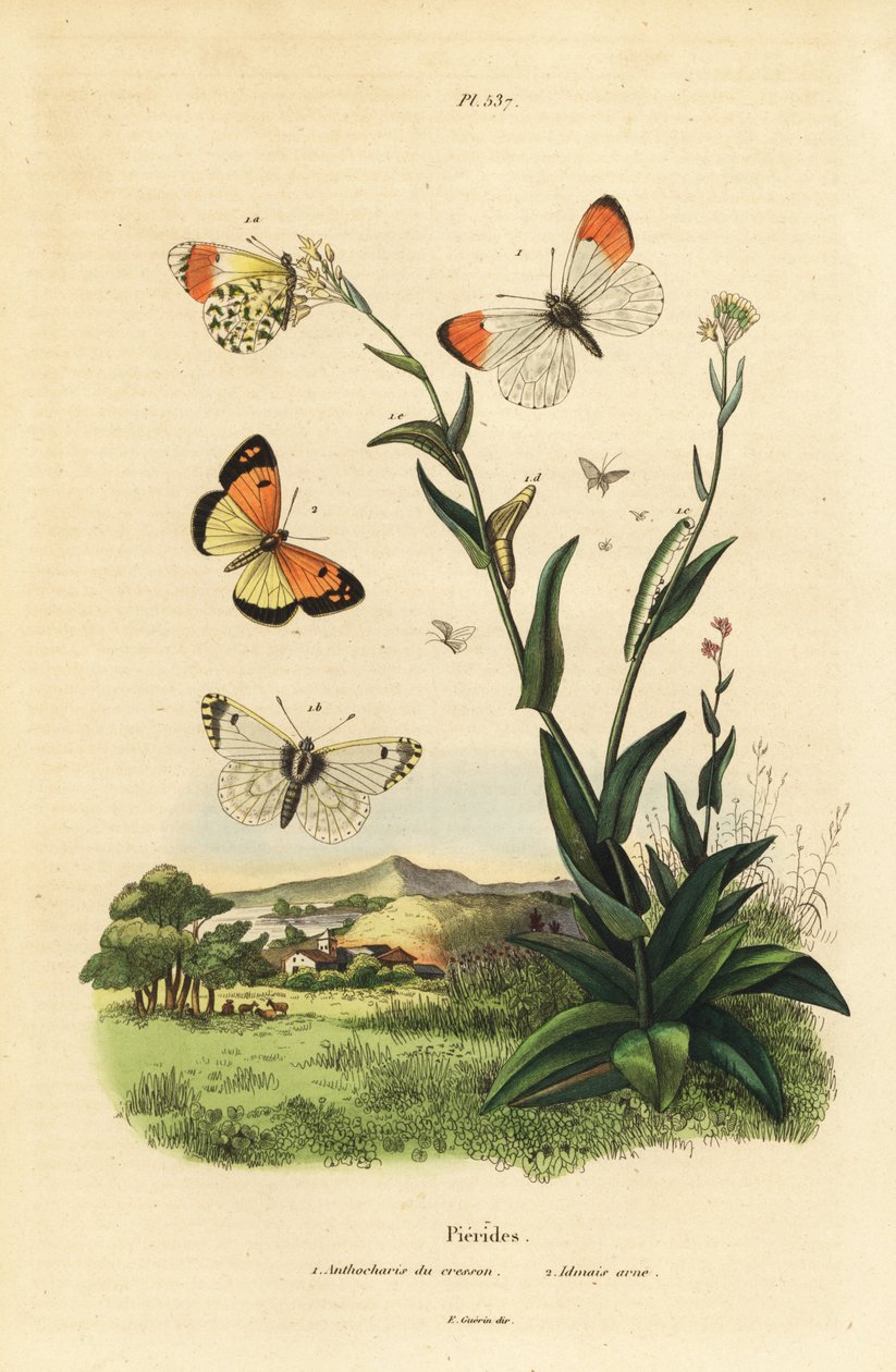 Oransje spiss sommerfugl, Anthocharis cardamines, puppe og larve 1 og blåflekket araber, Colotis phisadia phisadia 2 av Unbekannt