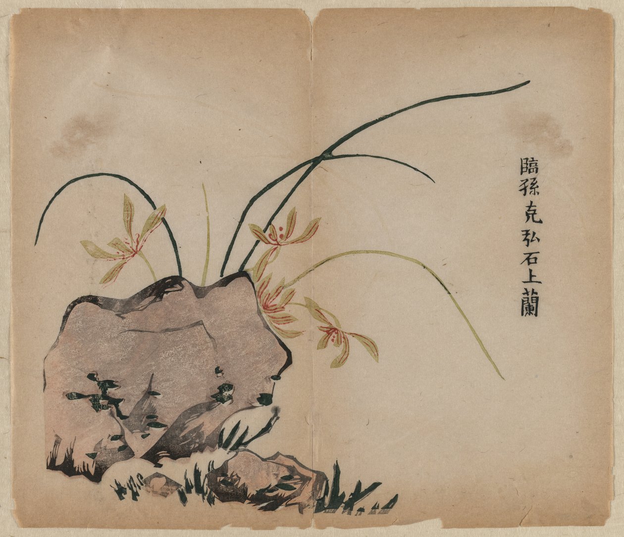 Orchid on Rocks, 1700-tallet. av Unbekannt