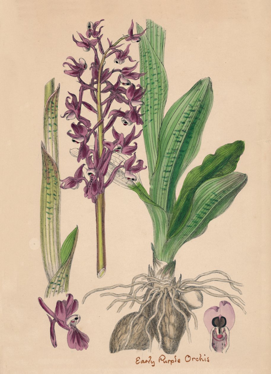 Orchis mascula. Tidlig lilla orkis, 1800-tallet av Unbekannt
