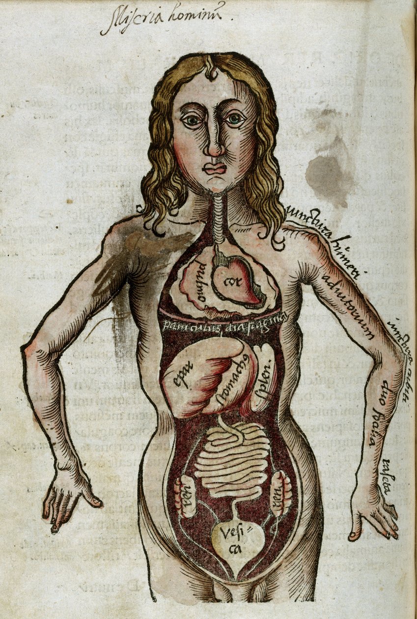 Organer Figur av en mann med sine indre organer blottlagt av Unbekannt