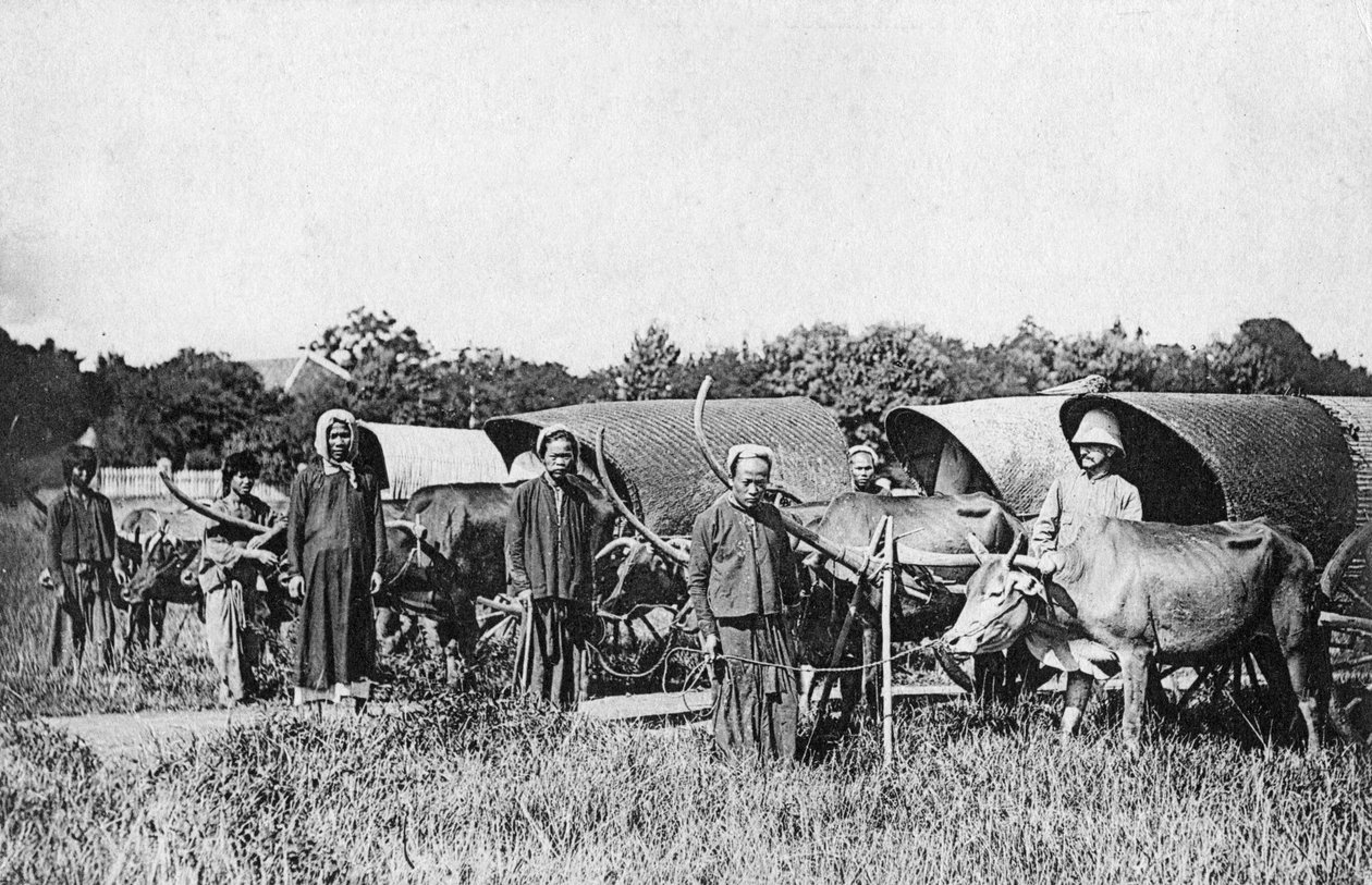 Oksevogner, Cochin Kina, Vietnam, 1900-tallet av Unbekannt