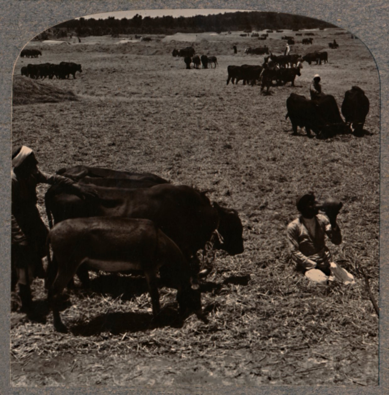 Okser som tråkker mais, c1900 av Unbekannt
