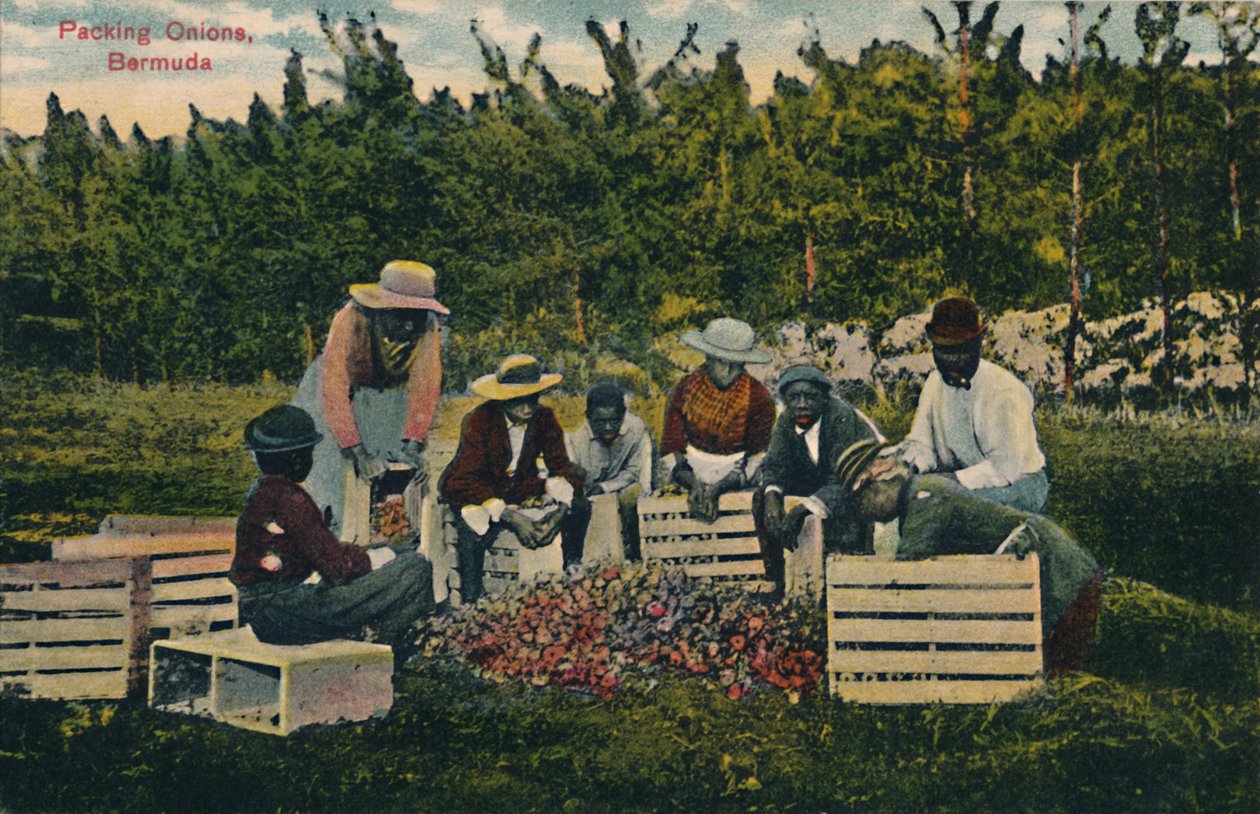 Packing Onions, Bermuda, tidlig på 1900-tallet. av Unbekannt