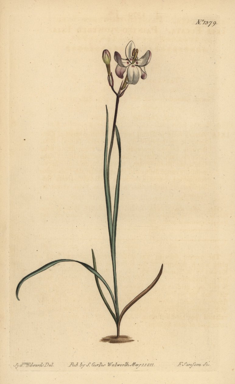Malt blomstret ixia, Ixia fucata av Unbekannt
