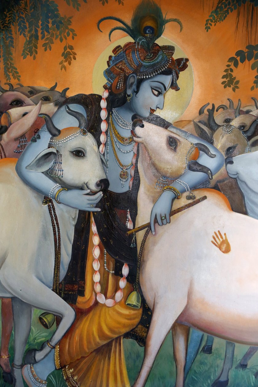 Maleri som viser hinduguden Krishna som klemmer kyr. India av Unbekannt