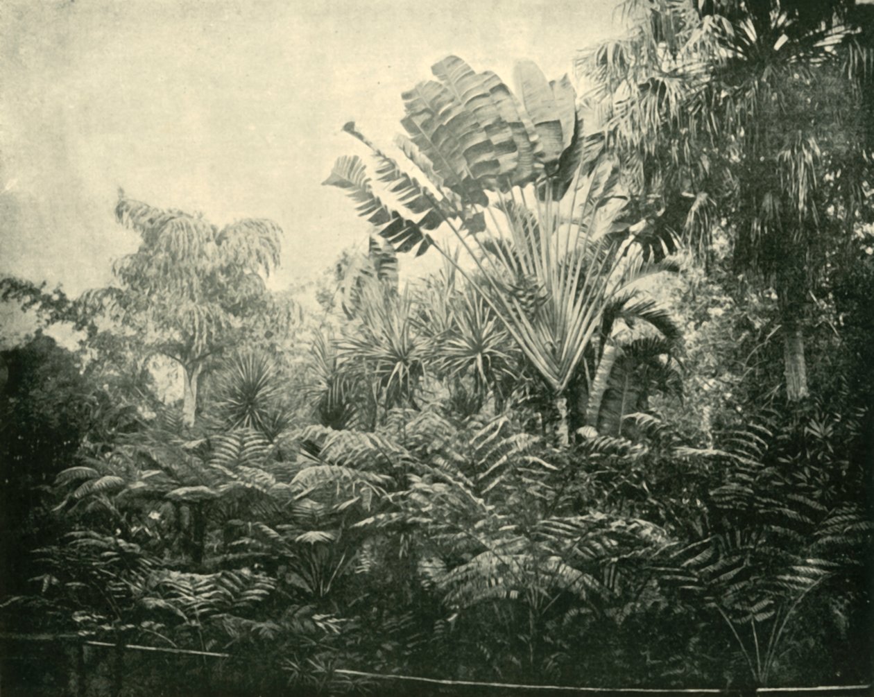 Palm and Fern Island, Botanic Gardens, Brisbane, 1901. av Unbekannt