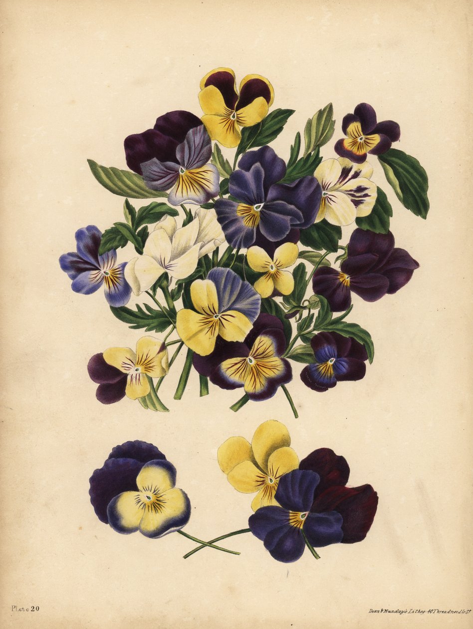 Stemorblomster, Pensees eller Heart