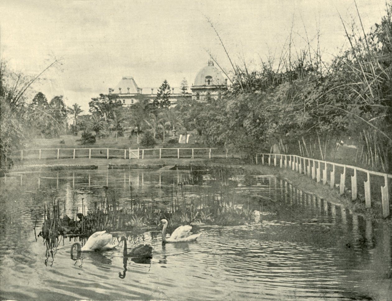 Papyrus Pond, Brisbane Botanical Gardens, 1901. av Unbekannt