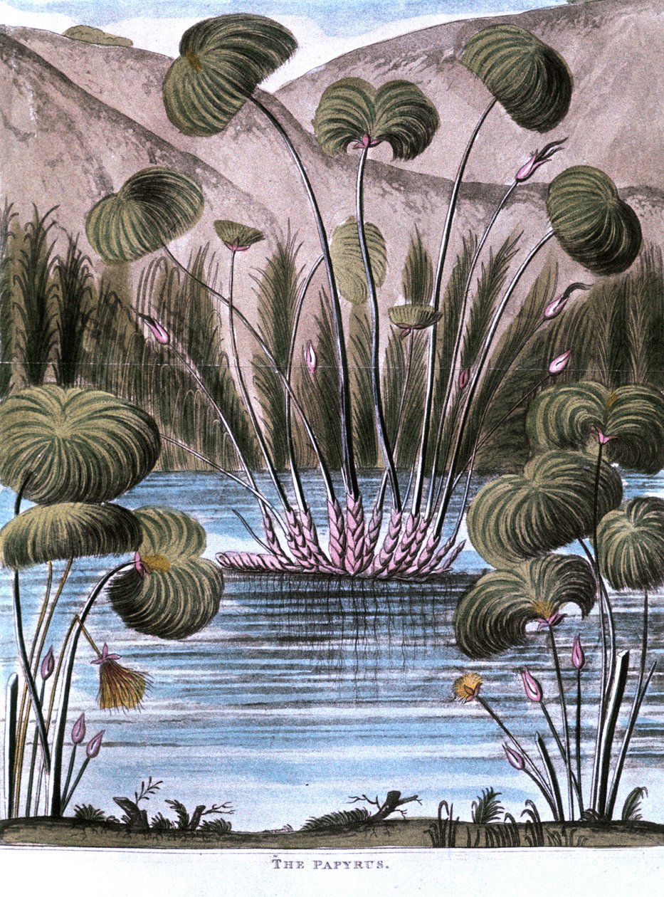 Papyrusrør Cyperus papyrus, 1823 av Unbekannt