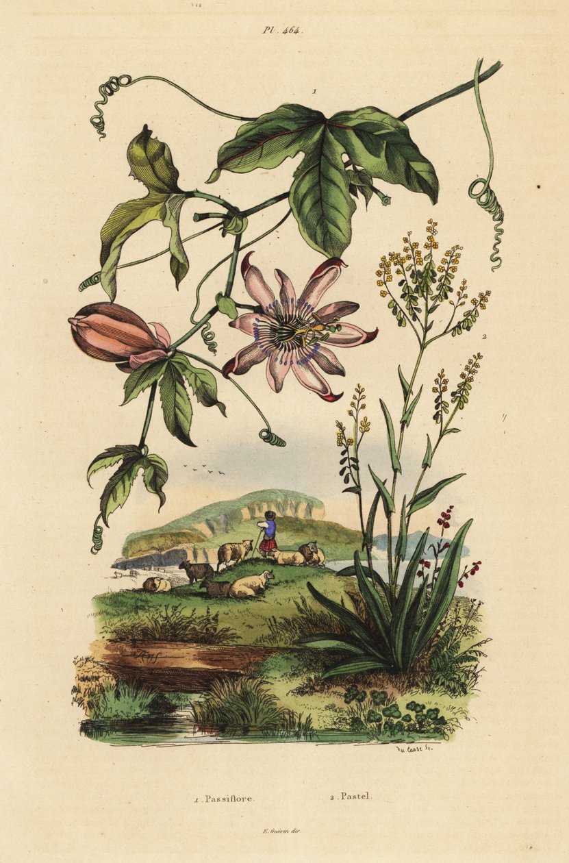 Pasjonsblomst, Passiflora uraniae 1 og fargestoff, Isatis tinctoria 2 av Unbekannt