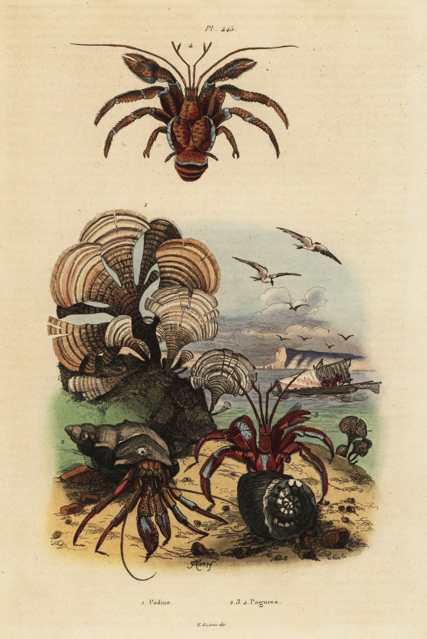 Påfuglhalealger, Padina pavonica 1, vanlig eremittkrabbe, Pagurus bernhardus 2, blåøyd eremittkreps, Paragiopagurus diogenes 3 og Pagurus alatus 4 av Unbekannt
