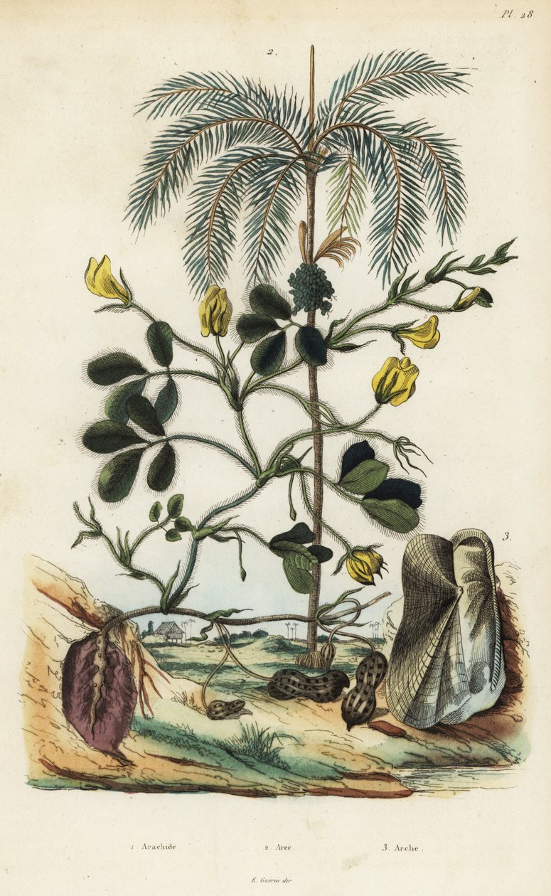 Peanøtt- eller jordnøttplante, Arachis hypogaea 1, areca-nøttpalme, Areca catechu 2 og muslinger Arca semi-torta, Trisidos semitorta 3 av Unbekannt
