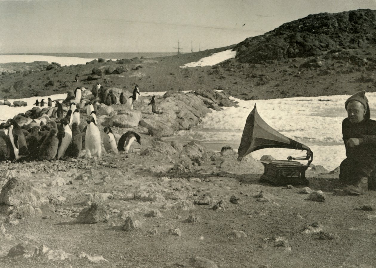 Pingviner som lytter til grammofonen om sommeren 1908, 1909 av Unbekannt