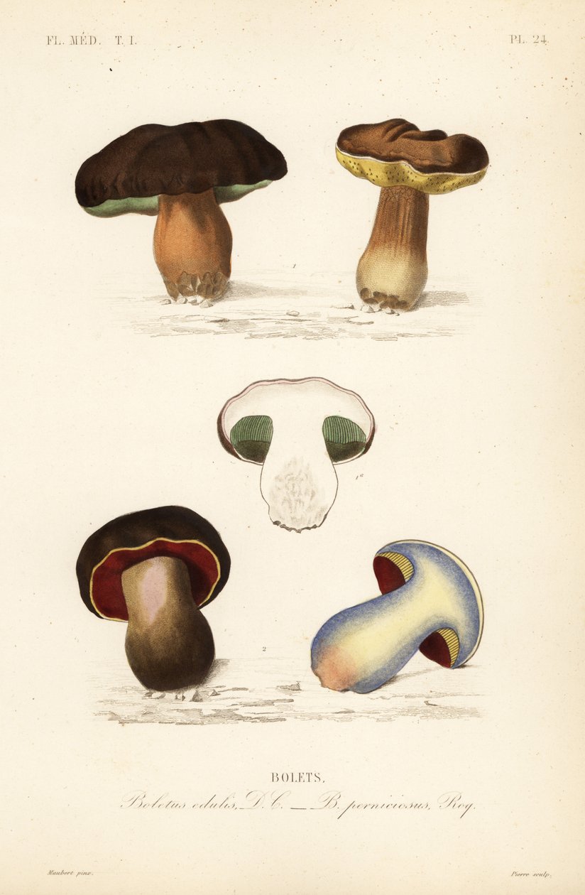 Penny bun eller piggsopp, Boletus edulis, og den skumle boleten, Suillellus luridus, Boletus perniciosus av Unbekannt