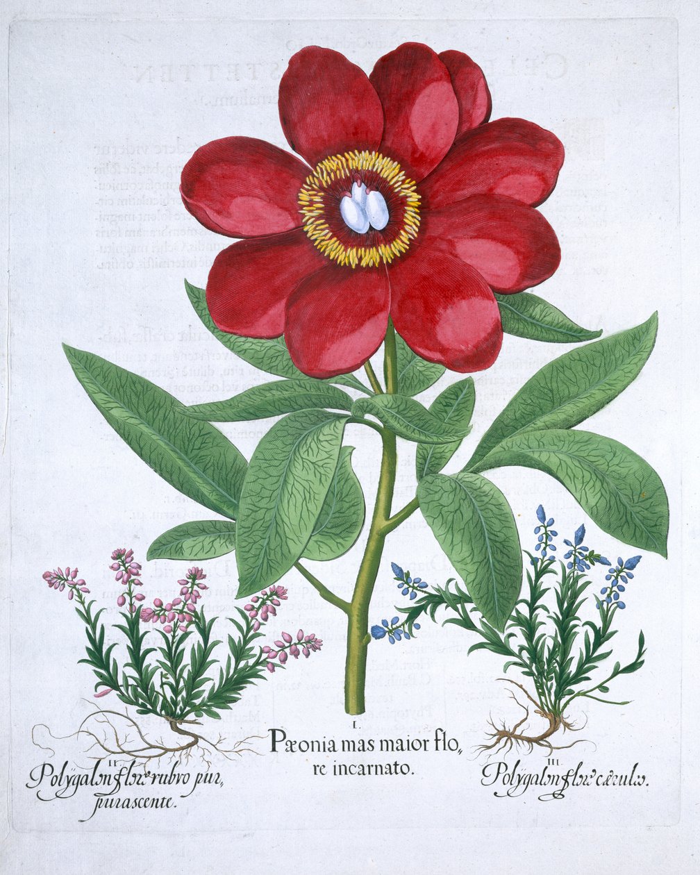 Peon og to polygaloner, 1613 av Unbekannt