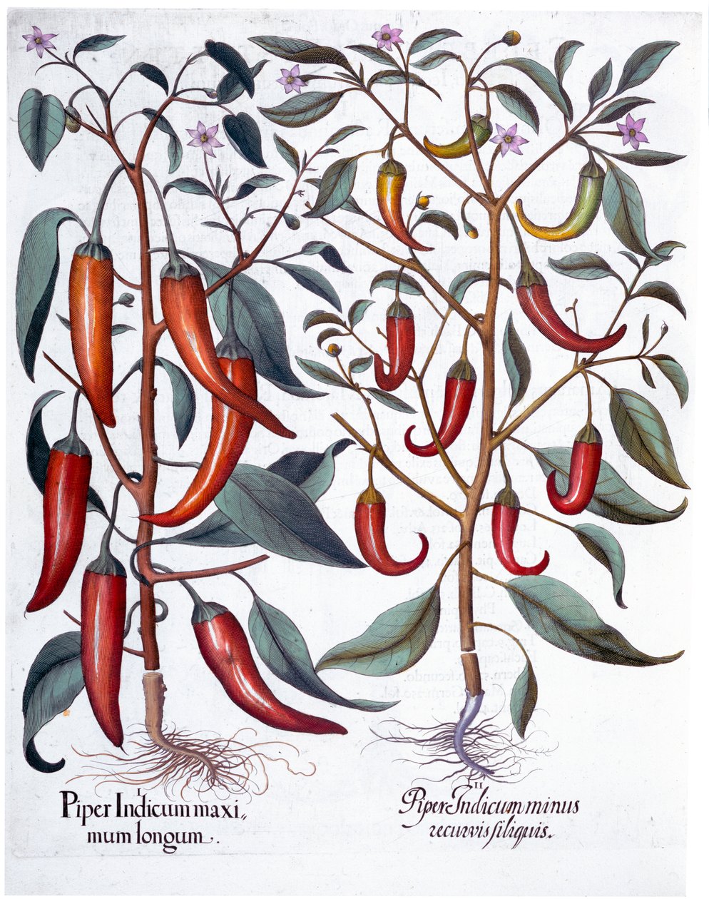 Peppers, 1613 av Unbekannt