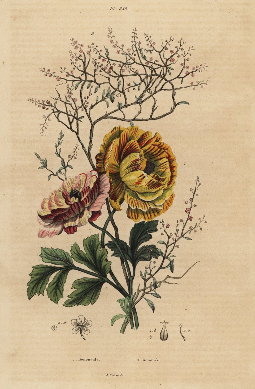 Persisk smørblomst, Ranunculus asiaticus 1, og kinesisk indigo, Persicaria tinctoria 2. Renoncule, Renouee av Unbekannt