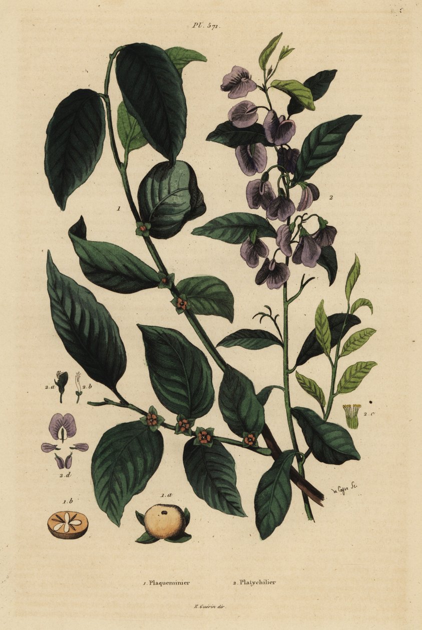 Persimmon, Dospyros khaki 1, og tre hovea eller karriblå busk, Hovea elliptica Platychilum celsianum 2. Plaqueminier, Platychilier av Unbekannt