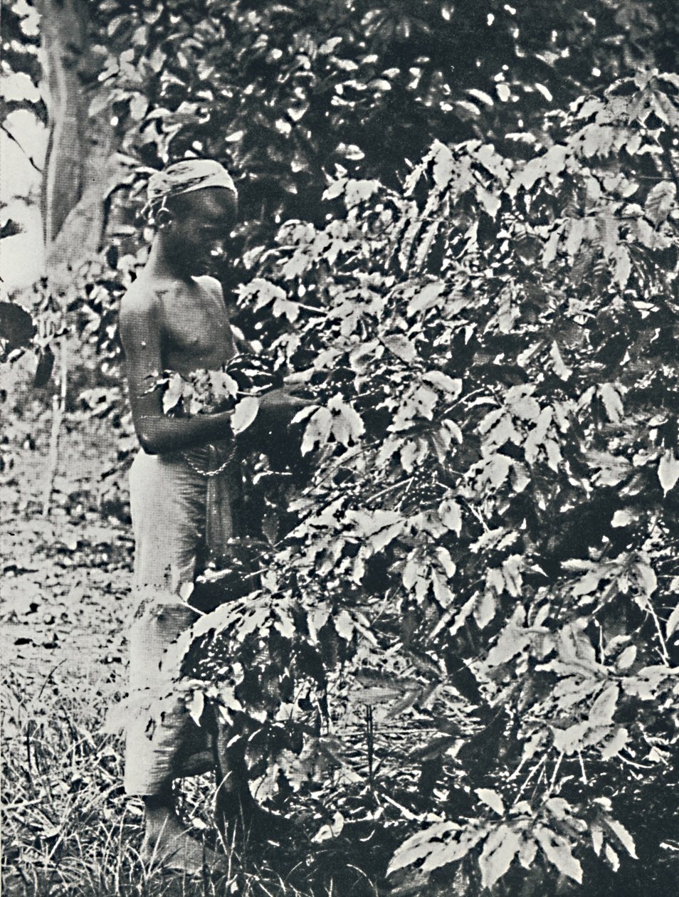 Å plukke kaffe, 1916 av Unbekannt