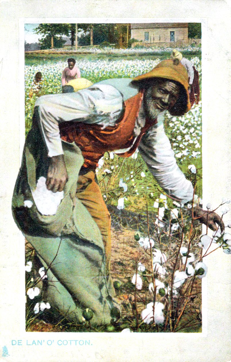Plukke bomull, USA, postkort, c1900 av Unbekannt