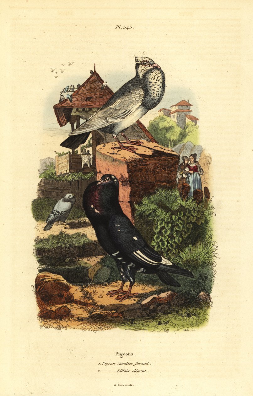 Due Columba livia raser: due cavalier faraud, due lillois elegant av Unbekannt