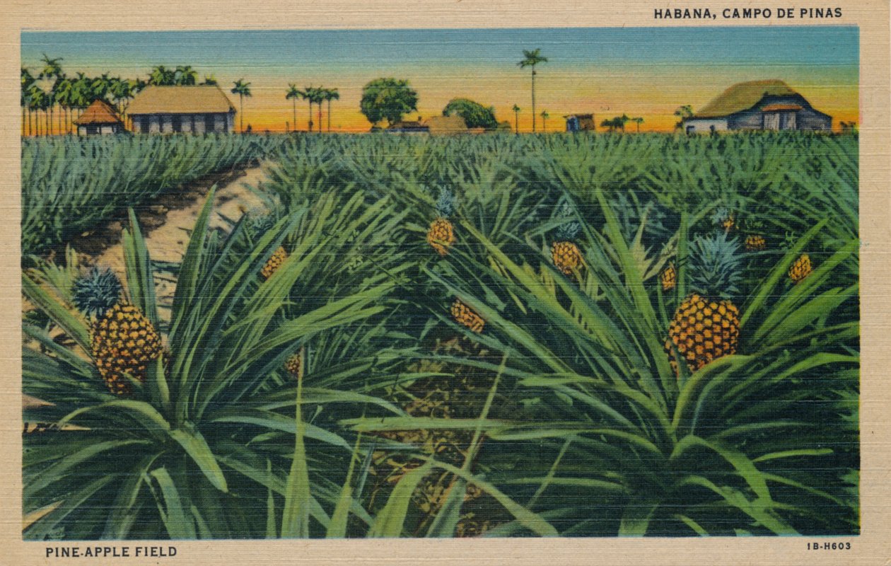 Pine-Apple Field - Havana, Campo De Pinas, c1910 av Unbekannt