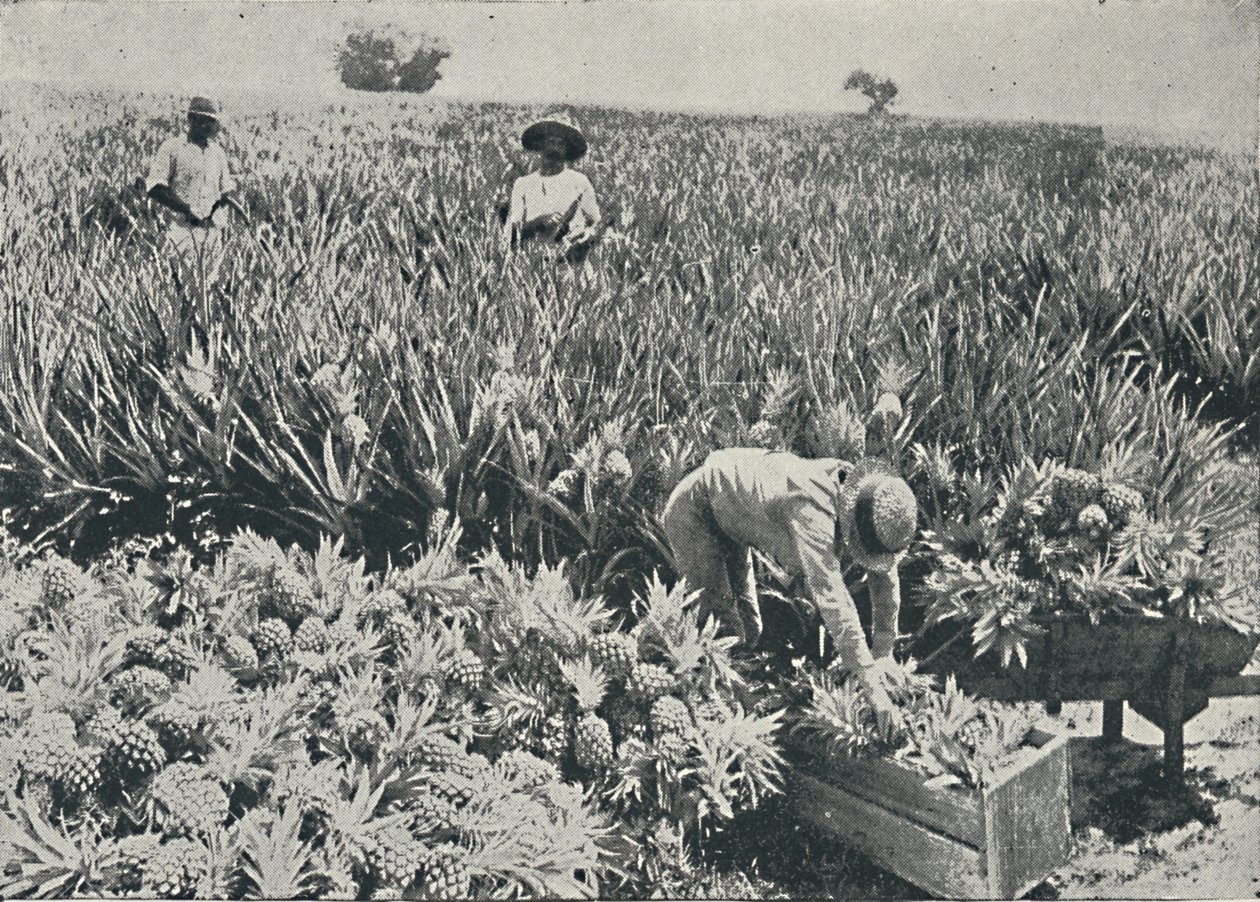 Pine-epleplantasje, 1916 av Unbekannt