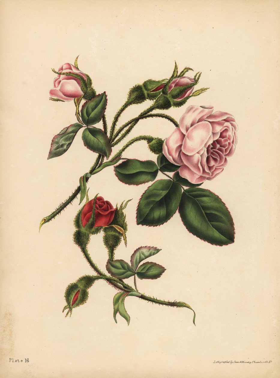Rosa og skarlagenrøde Moss Rose-Buds, Skjønnhet, kjærlighet og poesi av Unbekannt