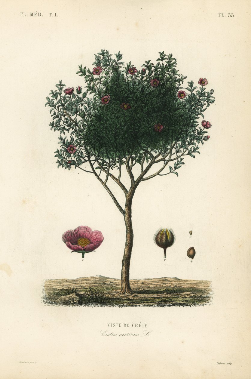 Rosa steinrose eller grå steinrose, Cistus creticus, Ciste de Crete av Unbekannt